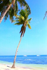 Palm Trees in Panglao