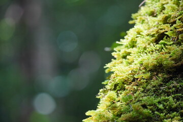Green moss grows on the bark of a tree, in a public or natural park. The tree is covered with moss...