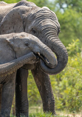Obraz premium Two African elephant trunks reaching for the mouth of a baby elephant to drink and kiss, Kruger National Park.