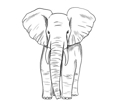 Elephant sketch isolated on white background. Vector engraving illustration. Doodle african animal