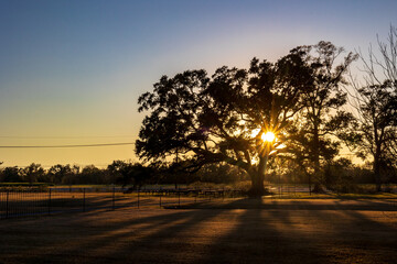 Evening at the Oak Alley Plantation