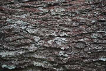 Pine bark texture for background. Old rough bark of a greenish pine tree. Pine tree bark texture with beautiful pattern. Texture pattern formed by the rough bark of huge trees