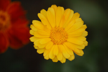 Yellow flower on blurred green background