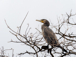 木の上のカワウ