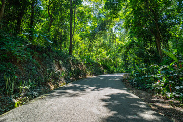 The road passes through the green forest