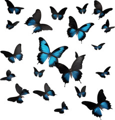 Colorful and elegant butterfly image.