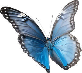 Fototapeta premium Colorful and elegant butterfly image.