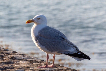 seagull on a rock