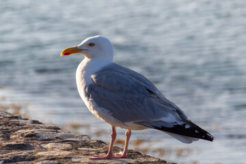seagull on a rock