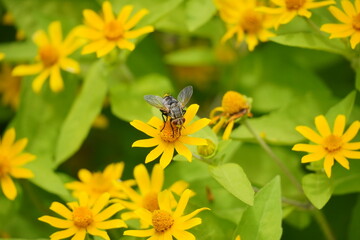 An insect is pollinating a flower that is blooming. Honey bees fly over a field of yellow flowers....