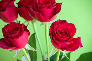 Fototapeta premium 赤い薔薇