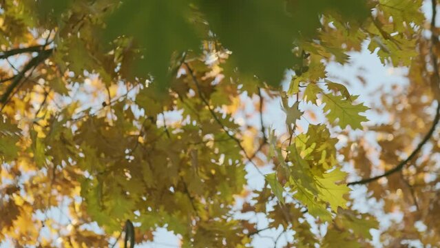 Real time oscillating maple tree branches with autumn yellowish green leaves in sunny daylight while moving in gentle breeze against blurred cloudless blue sky