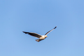 seagull in flight over the sea