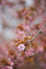 Obraz premium Kirschblütenbaum im Mai, Baumreihe im Bad Sassendorfer Kurpark
