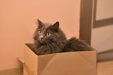 A cute cat in a cardboard box. A playful and healthy pet is being curious.