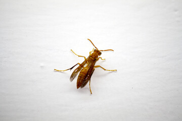 Indian Yellow Paper Wasp (Polistes olivaceus) resting : (pix Sanjiv Shukla)