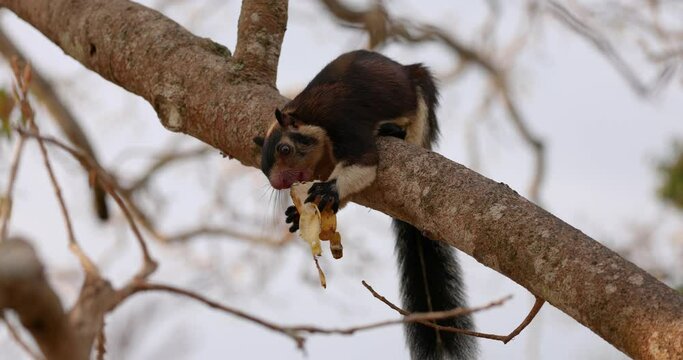 Malabar giant squirrel (Ratufa indica) sitting on branch eating a banana, Sri Lanka