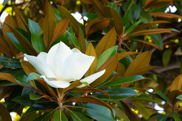 White magnolia flower among the green leaves.