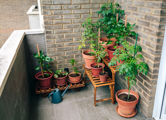 Small vegetable garden on balcony of town apartment with varieties of green plants growing on a ceramic pots and brick wall on background. Urban sustainable organic garden concept.