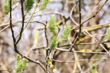 Weidenkätzchen im Frühling