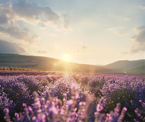  Provençal landscape with lavender farm