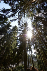 Fototapeta premium Waldgebiet, Cobbenrode, Sauerland, HSK, Sommer 2023