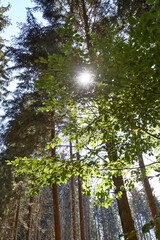 Fototapeta premium Waldgebiet, Cobbenrode, Sauerland, HSK, Sommer 2023