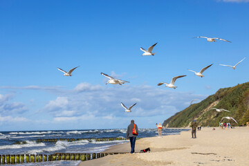 People are walking along the seashore and watching flying birds seagulls, Miedzyzdroje, Poland