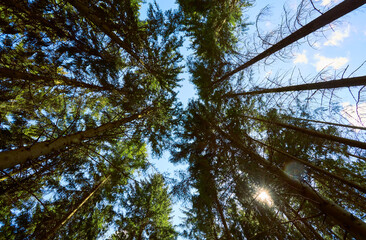 Fototapeta premium Waldgebiet, Cobbenrode, Sauerland, HSK, Sommer 2023