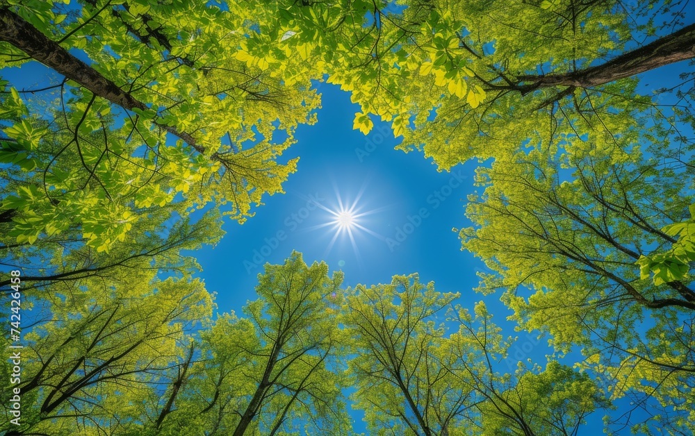 Poster sunlight shines through the dense canopy of trees in a forest, creating a dappled effect on the fore