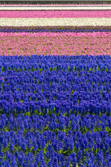 Obraz premium Hyacinth fields in Holland, the Netherlands
