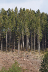 Waldgebiet, Cobbenrode, Sauerland, HSK, Sommer 2023