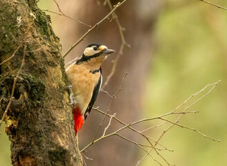 Female great spotted woodpecker on the tree trunk of a birch tree in the forest