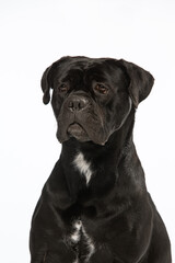 Italian Cane Corso on a white background