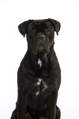 Italian Cane Corso on a white background