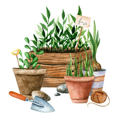 Watercolor hand drawn composition of garden plants in clay pots, wooden box with gardening tools and decorative stones and bird, rope. Isolated illustration for packaging, print, card, decor, label