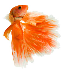 Orange Halfmoon Betta splendens or siamese fighting fish isolated on white background, With png...