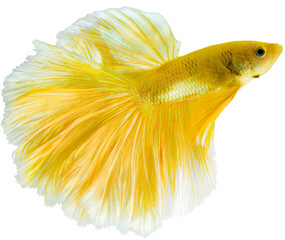 Yellow Halfmoon Betta splendens or siamese fighting fish isolated on white background, With png...
