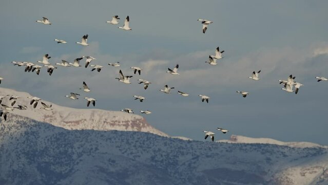 Snow geese flying over snow capped mountains in Utah as they migrate during the winter.