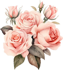 Pink vintage roses flowers bouquet. Watercolor illustration