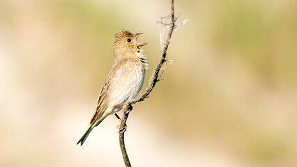 robin on a branch