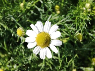 German chamomile: a species of Mayweed, its botanical name is Matricaria chamomilla.