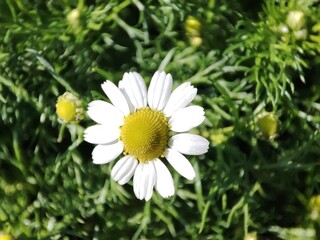Fototapeta premium German chamomile: a species of Mayweed, its botanical name is Matricaria chamomilla.