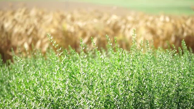Tarragon. Lush tarragon field with rows of green herbs, herb cultivation, agricultural landscape, culinary ingredients, aromatic herbs. Organic agriculture harvesting agribusiness concept. Slow motion