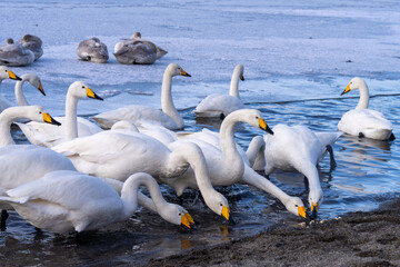 Obraz premium 北海道 弟子屈 屈斜路湖 白鳥 冬 ポップコーンを食べる白鳥