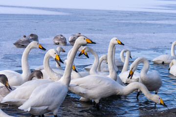 北海道　弟子屈　屈斜路湖　白鳥　冬　ポップコーンを食べる白鳥