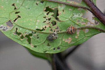 ナスの葉についているテントウムシダマシ