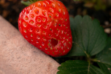 イチゴにあいたナメクジの虫食い穴