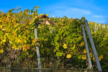 Vineyards in autumn - vines with sprawling leaves in bright autumn colors.