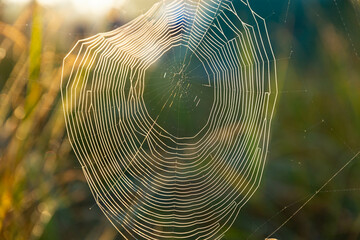 Spider web with dewdrops, wounded by a cold misty morning. Selective focus.